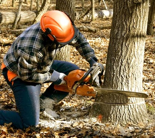 Tree Removal in Pemberton, OH